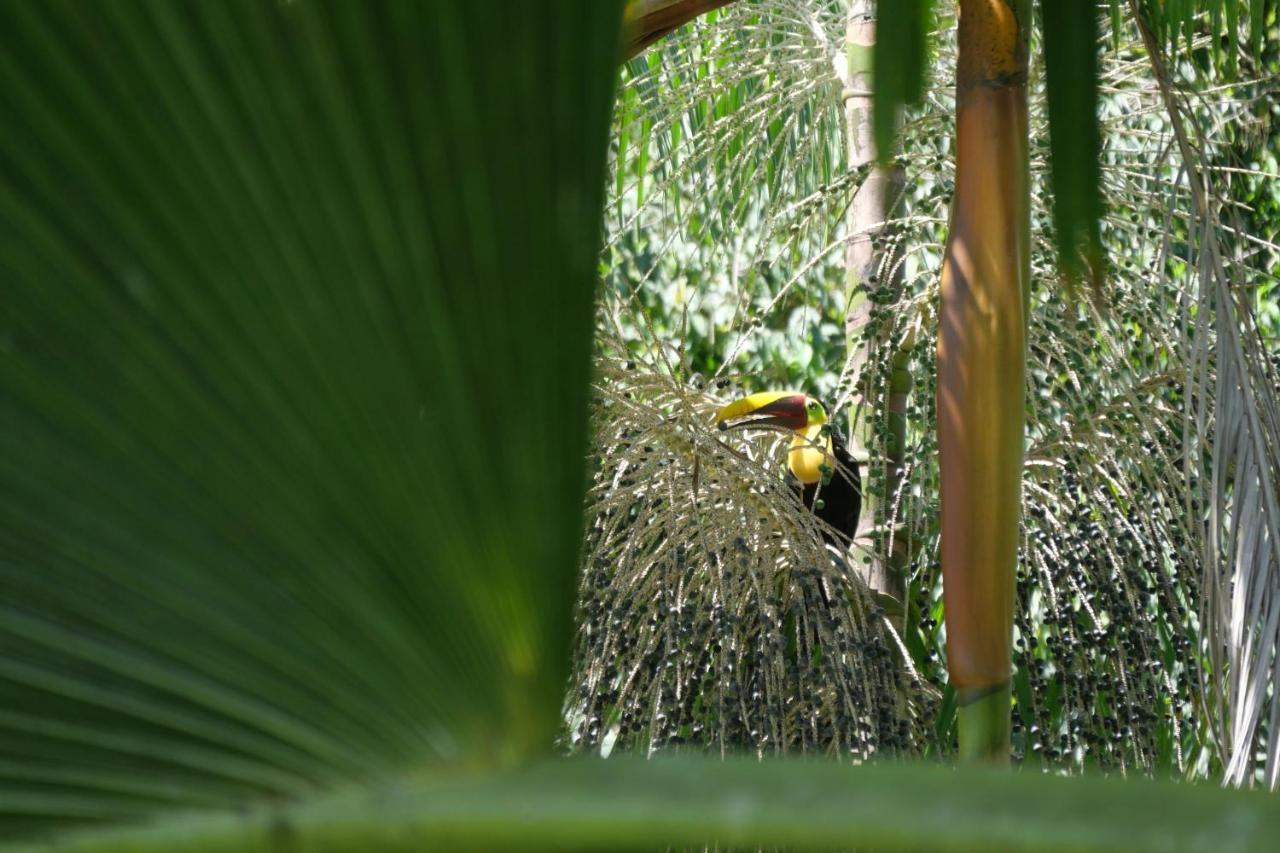 Buena Onda Jungle Lodge Ojochal Esterno foto