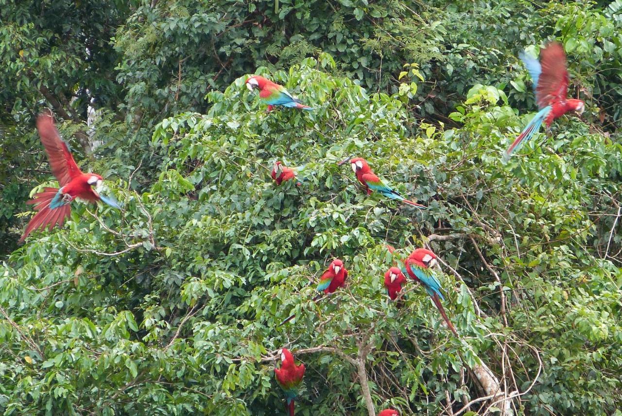 Buena Onda Jungle Lodge Ojochal Esterno foto